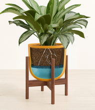 Load image into Gallery viewer, Sunset Orange stand:walnut