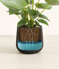 Load image into Gallery viewer, Black