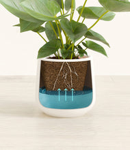 Load image into Gallery viewer, White