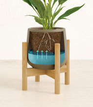 Load image into Gallery viewer, Olive stand:bamboo