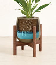 Load image into Gallery viewer, Olive stand:walnut