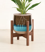 Load image into Gallery viewer, Eternal Gray stand:walnut