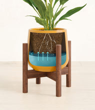 Load image into Gallery viewer, Mustard stand:walnut