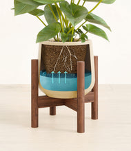 Load image into Gallery viewer, Almond Green stand:walnut