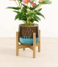 Load image into Gallery viewer, Olive stand:bamboo