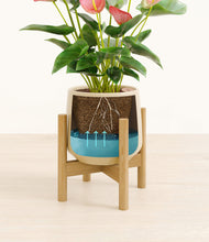 Load image into Gallery viewer, Almond Green stand:bamboo