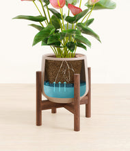 Load image into Gallery viewer, Eternal Gray stand:walnut