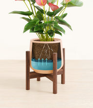 Load image into Gallery viewer, Gentle Pink stand:walnut