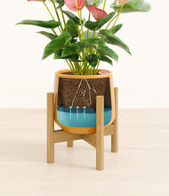 Load image into Gallery viewer, Mustard stand:bamboo