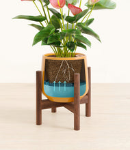 Load image into Gallery viewer, Mustard stand:walnut