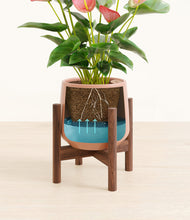 Load image into Gallery viewer, Calm Rose stand:walnut