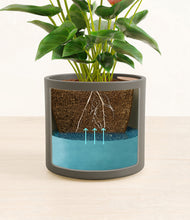 Load image into Gallery viewer, Dark Olive