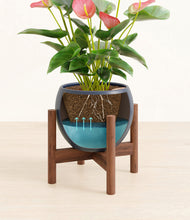 Load image into Gallery viewer, Deep Navy stand:walnut