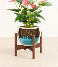 Load image into Gallery viewer, Shiny EggWhite stand:walnut