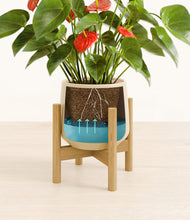 Load image into Gallery viewer, Almond Green stand:bamboo