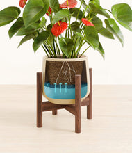 Load image into Gallery viewer, Almond Green stand:walnut