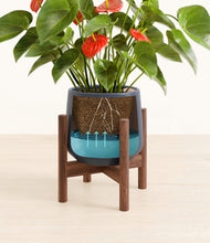 Load image into Gallery viewer, Deep Navy stand:walnut