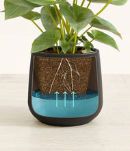 Load image into Gallery viewer, Black