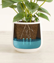 Load image into Gallery viewer, White