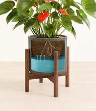 Load image into Gallery viewer, Dark Olive stand:walnut