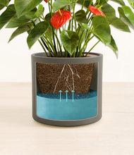 Load image into Gallery viewer, Dark Olive