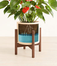 Load image into Gallery viewer, Cream stand:walnut