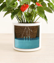 Load image into Gallery viewer, White