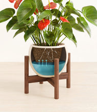 Load image into Gallery viewer, Shiny EggWhite stand:walnut