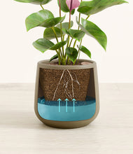 Load image into Gallery viewer, Olive