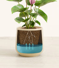 Load image into Gallery viewer, Almond Green