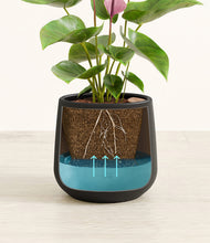 Load image into Gallery viewer, Black