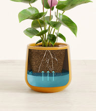 Load image into Gallery viewer, Mustard