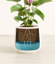 Load image into Gallery viewer, White