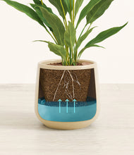 Load image into Gallery viewer, Almond Green