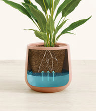 Load image into Gallery viewer, Calm Rose