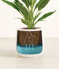 Load image into Gallery viewer, White