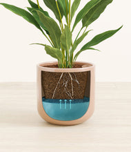 Load image into Gallery viewer, Glossy Pink