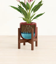 Load image into Gallery viewer, Striped Cherry Red stand:walnut