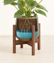 Load image into Gallery viewer, Olive stand:walnut