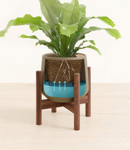 Load image into Gallery viewer, Olive stand:walnut