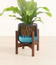 Load image into Gallery viewer, Deep Navy stand:walnut