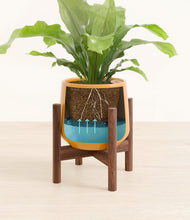 Load image into Gallery viewer, Mustard stand:walnut