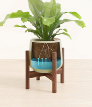 Load image into Gallery viewer, Turquoise stand:walnut