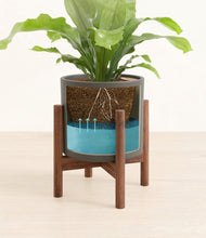 Load image into Gallery viewer, Dark Olive stand:walnut