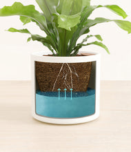 Load image into Gallery viewer, White