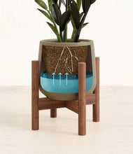 Load image into Gallery viewer, Olive stand:walnut