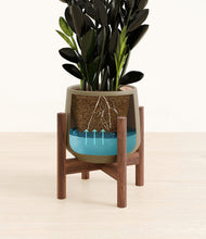 Load image into Gallery viewer, Olive stand:walnut