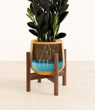 Load image into Gallery viewer, Mustard stand:walnut