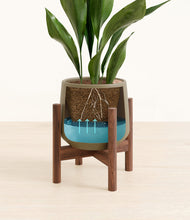 Load image into Gallery viewer, Olive stand:walnut