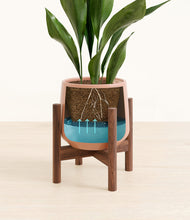 Load image into Gallery viewer, Calm Rose stand:walnut